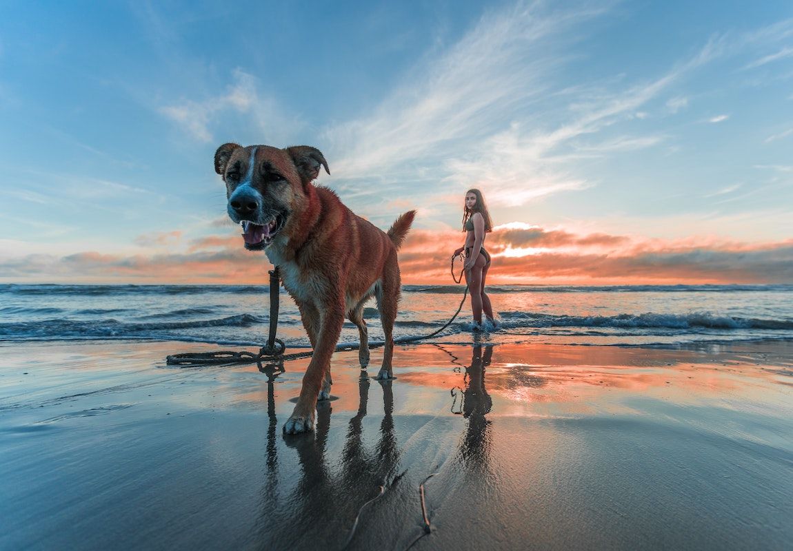 A Dog Standing On A Beach