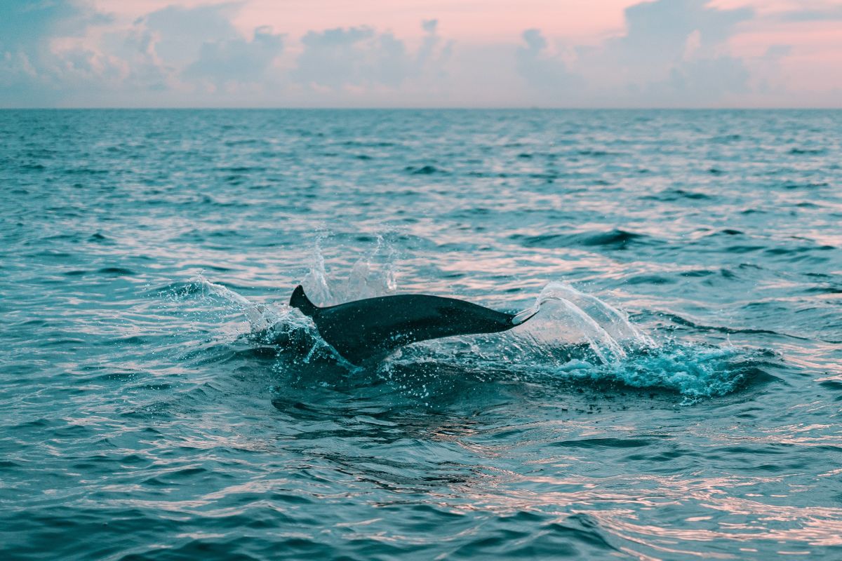 A Whale In The Ocean