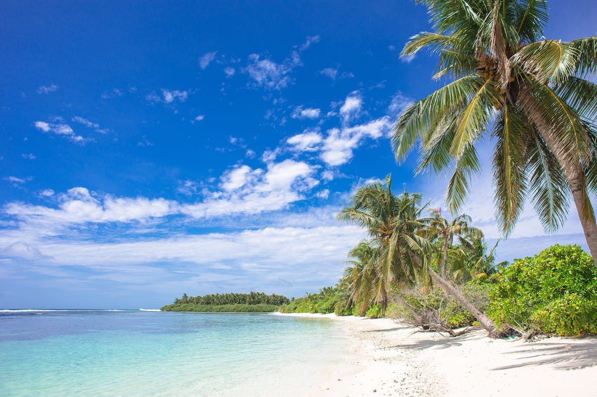 A Beach With Palm Trees And Blue Water