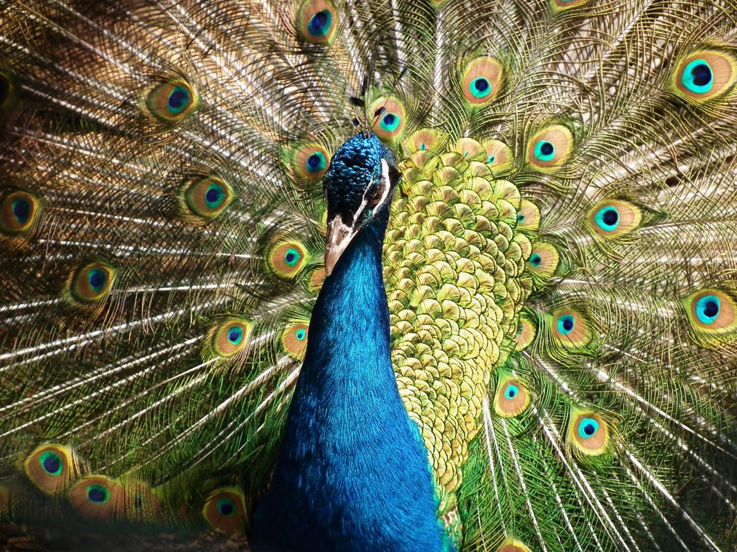 A Peacock With Its Feathers Spread