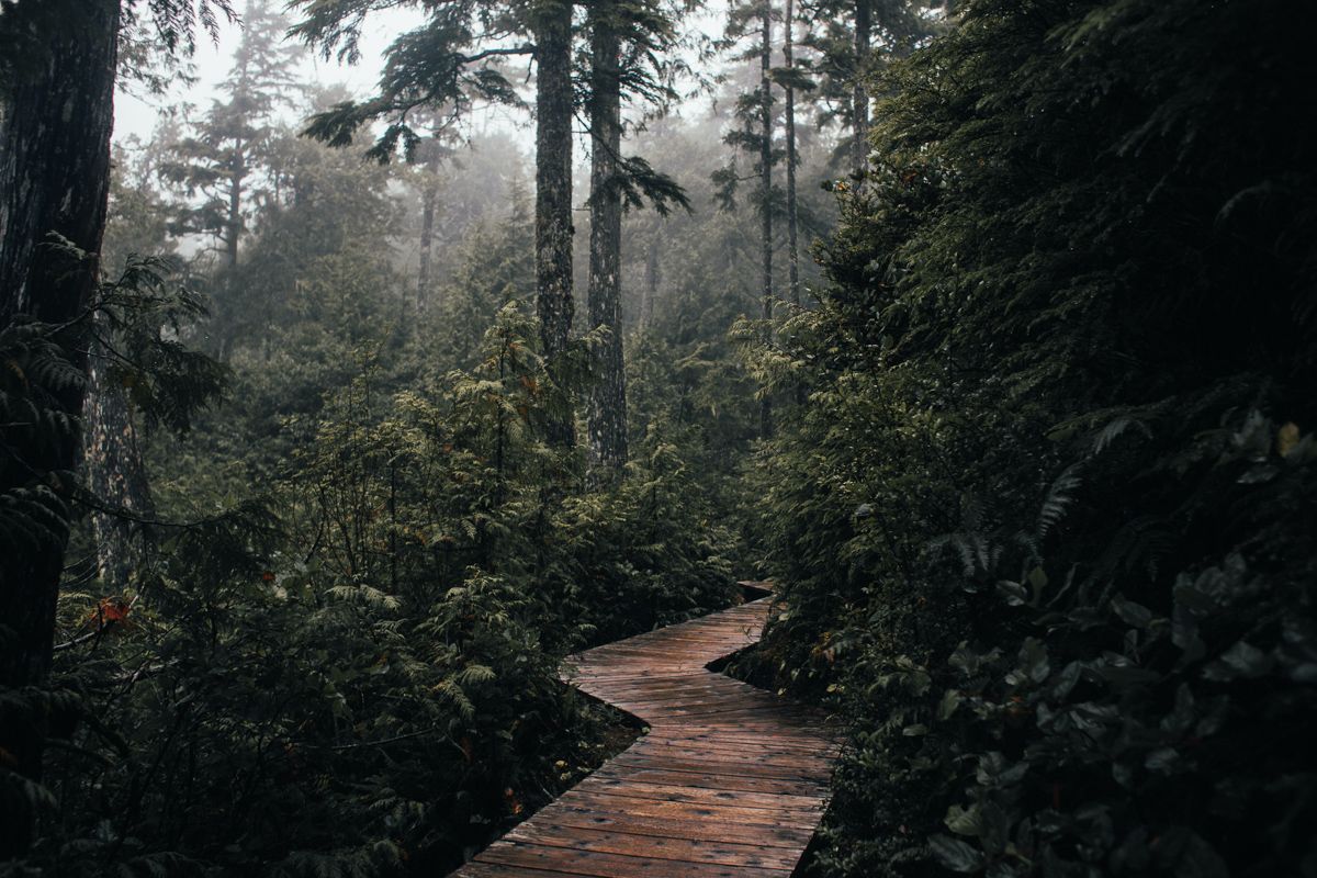 A Path Through A Forest