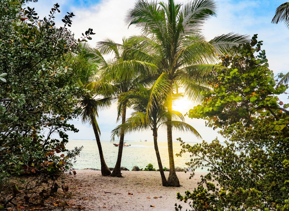 A Group Of Palm Trees On A Beach
