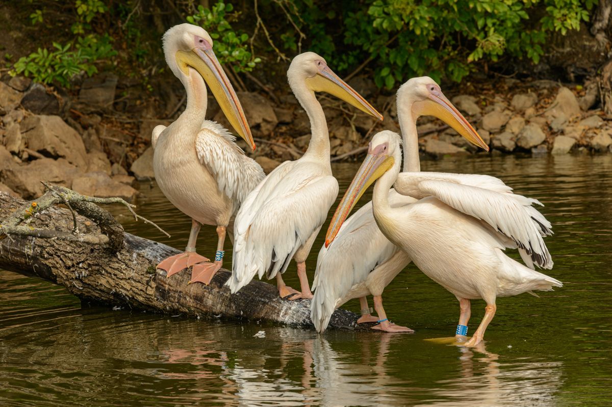 A Group Of Birds On A Log