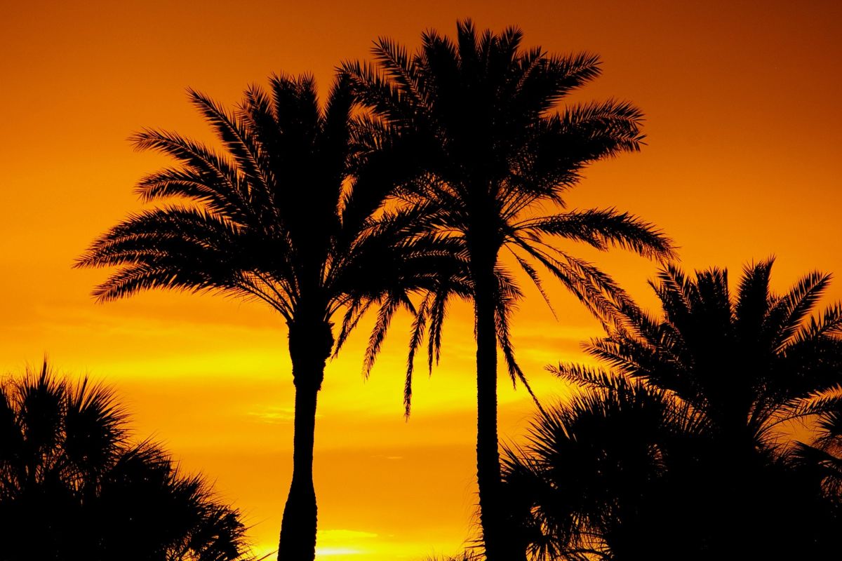 A Group Of Palm Trees