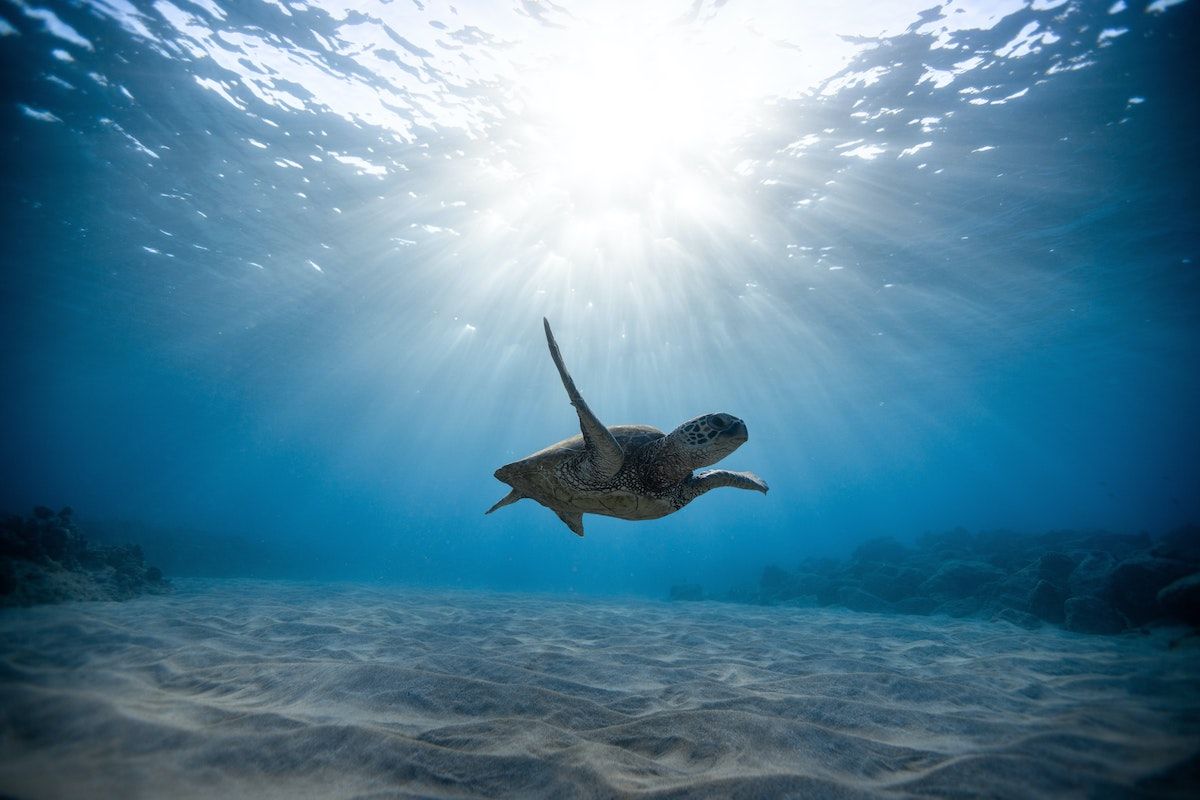 A Turtle Swimming Under Water