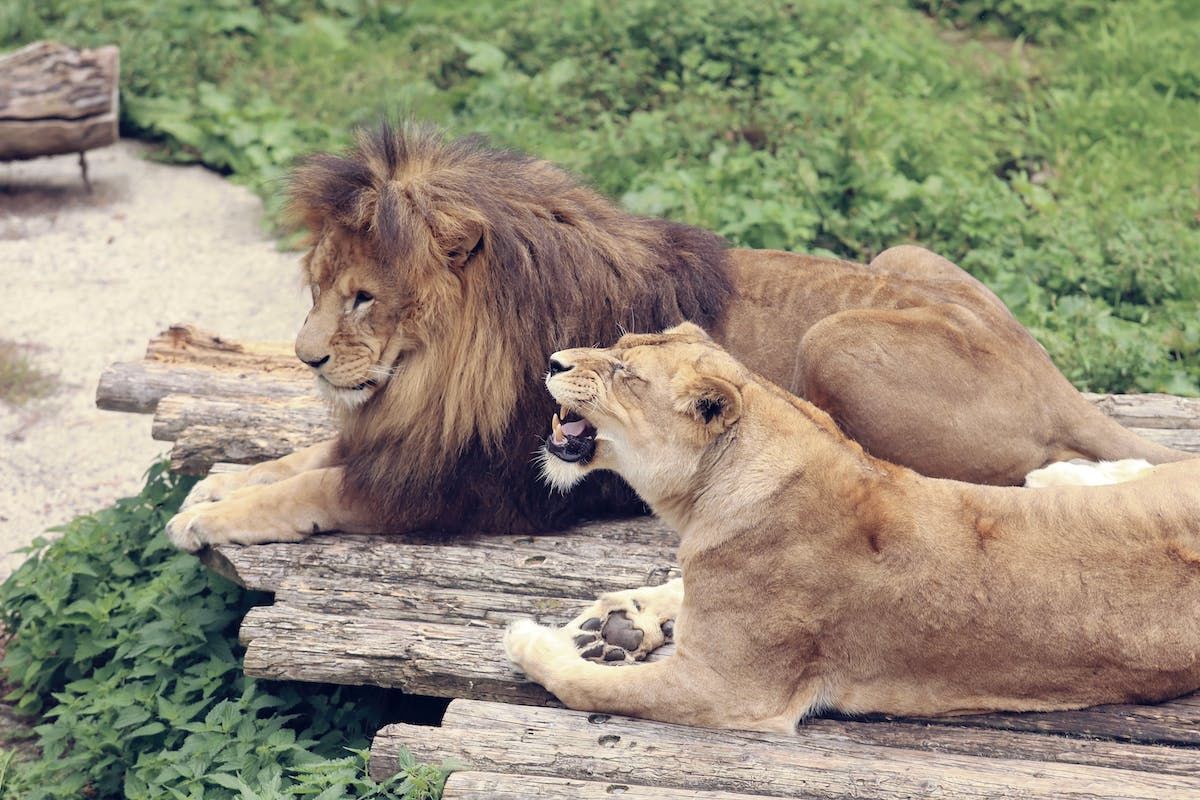 A Group Of Lions Lying On A Log