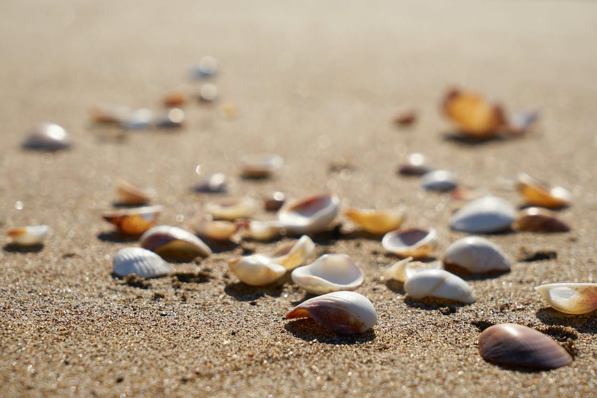 A Group Of Shells On A Beach