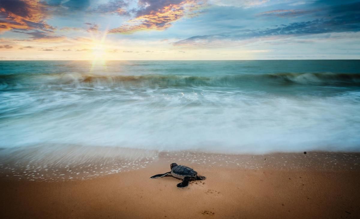 A Turtle On A Beach