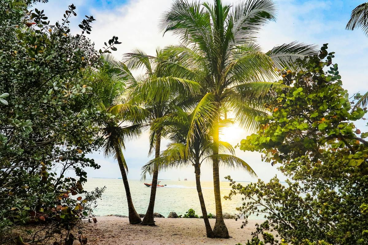 A Group Of Palm Trees On A Beach