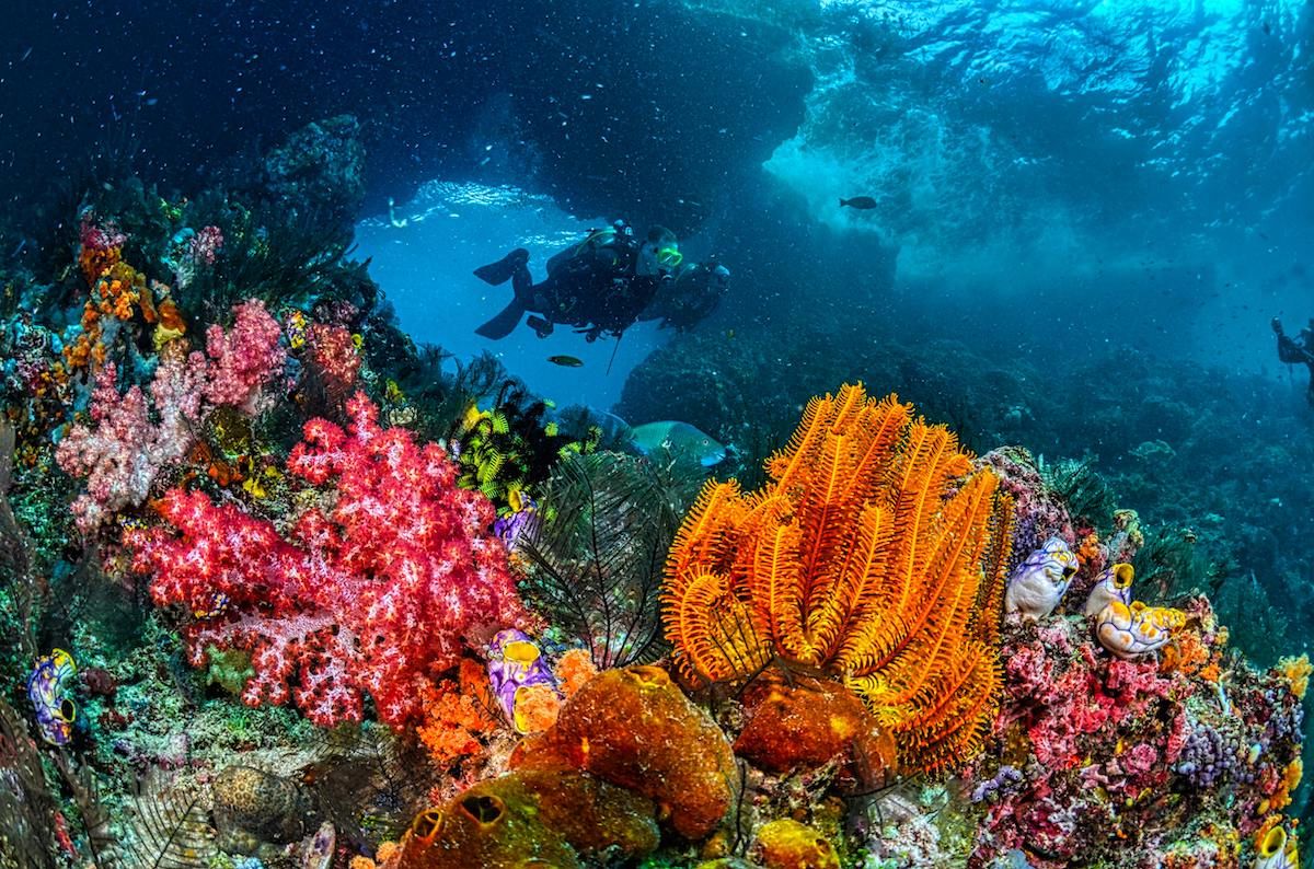 A Coral Reef With Fish
