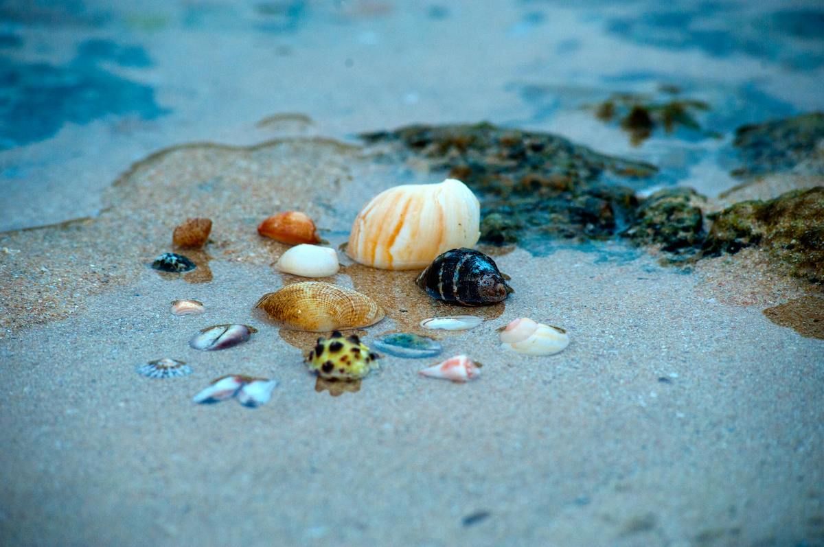 A Group Of Sea Shells On A Beach
