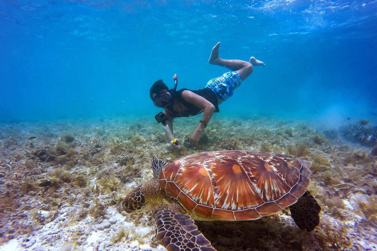 A Person Swimming With A Turtle